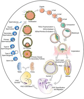 Generation of Artificial Gamete and Embryo From Stem Cells in Reproductive Medicine